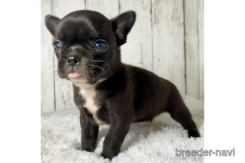 成約済の茨城県のミックス犬-317756の26枚目